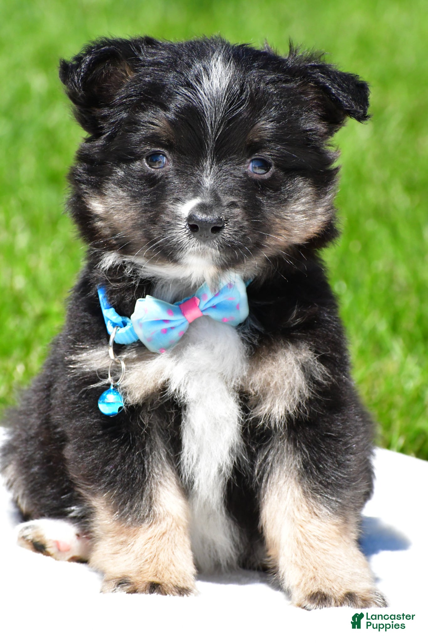 Miniature Australian Shepherd dogs for sale: Bingo - Ad 3