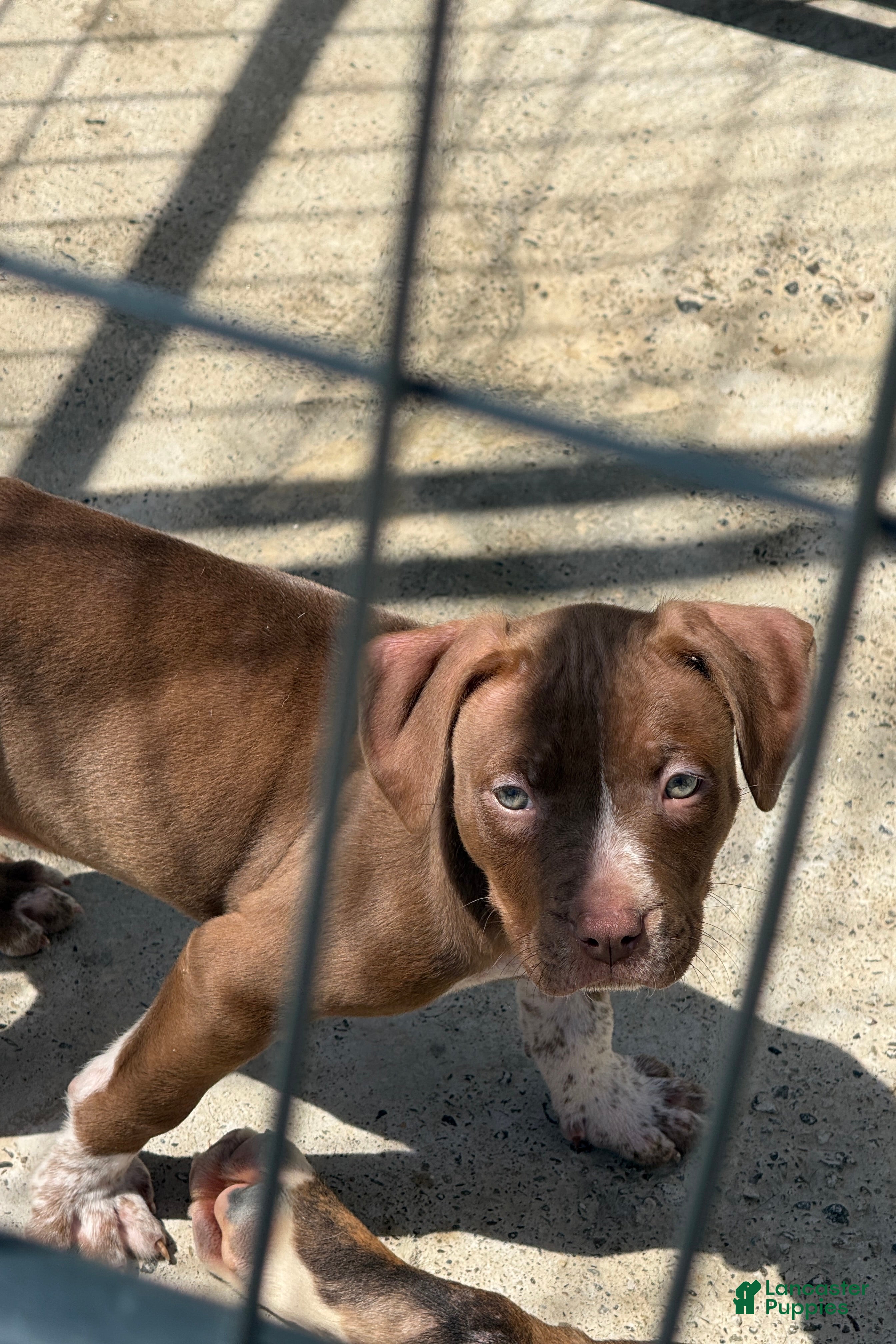 American Bully dogs for sale: Nala - Ad 3