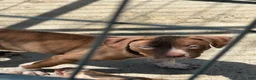 American Bully dogs for sale: Nala - Ad 1