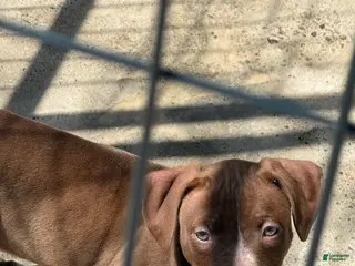 American Bully dogs for sale: Nala - Ad 3