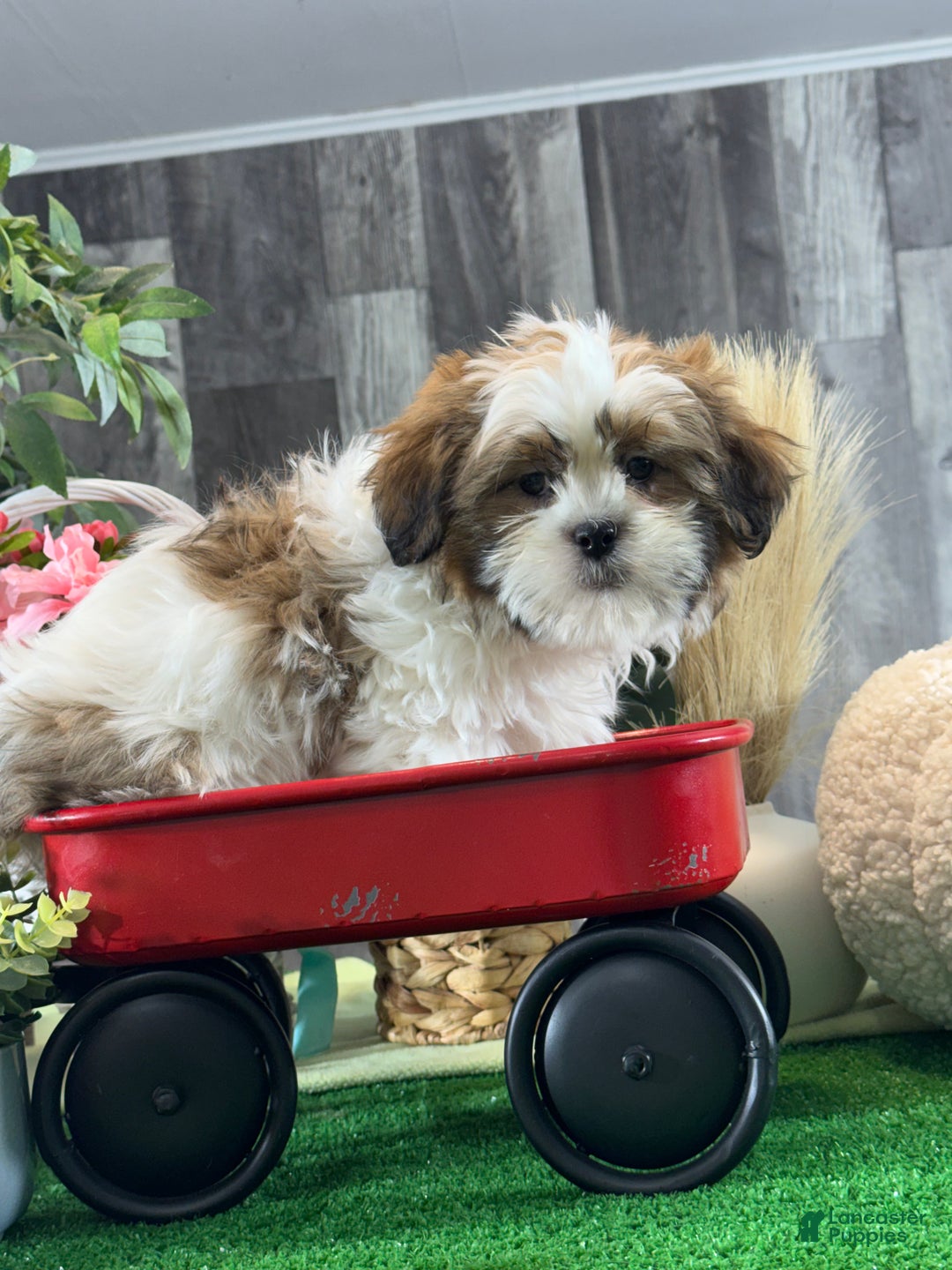 Shih Tzu dogs for sale: Stormy - Ad 2