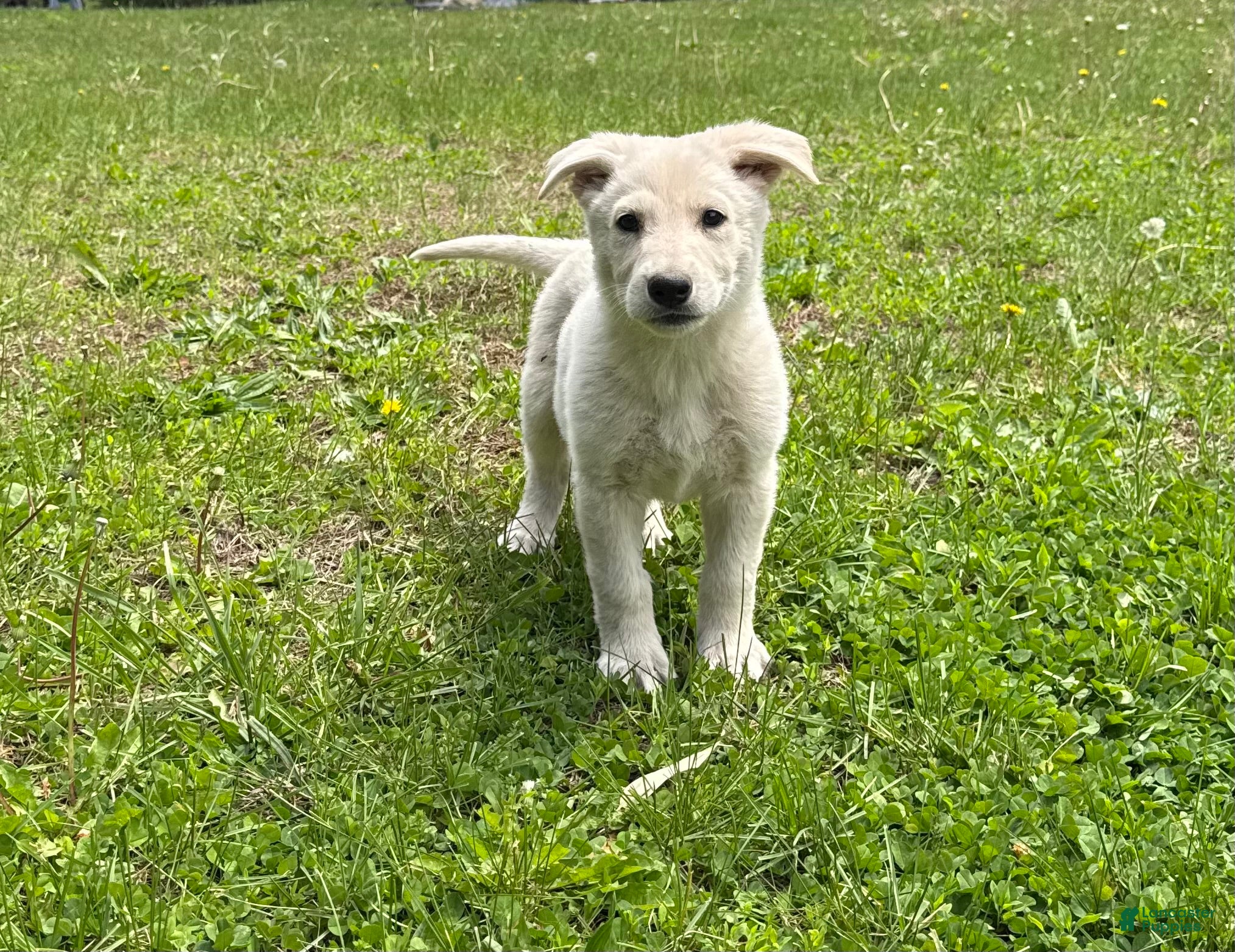 German Shepherd dogs German Shepherd Puppy 2 - Ad 19