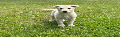 German Shepherd Puppy 2