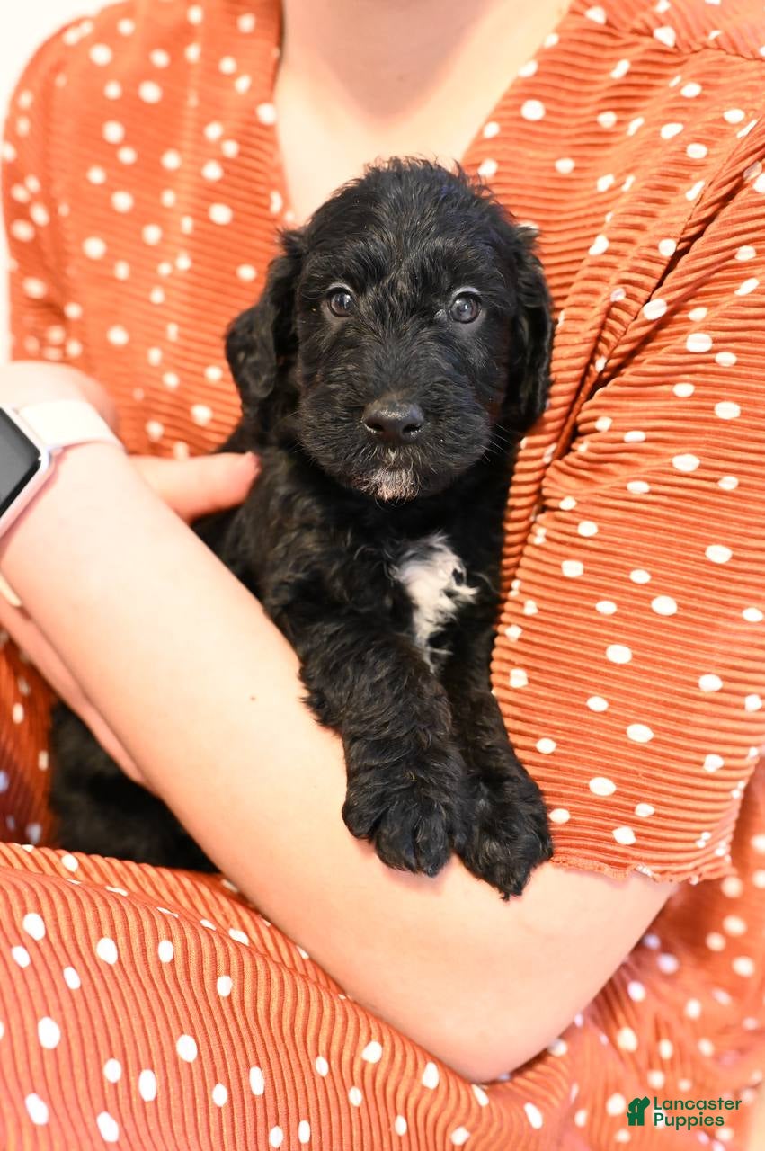 Mixed Breed dogs Aspen - Ad 17