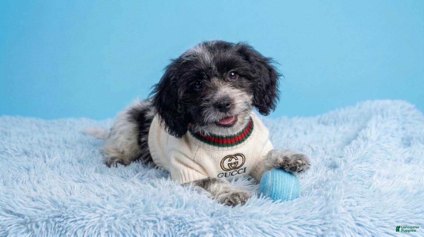 Maltipoo dogs for sale: PANDA - Ad 1