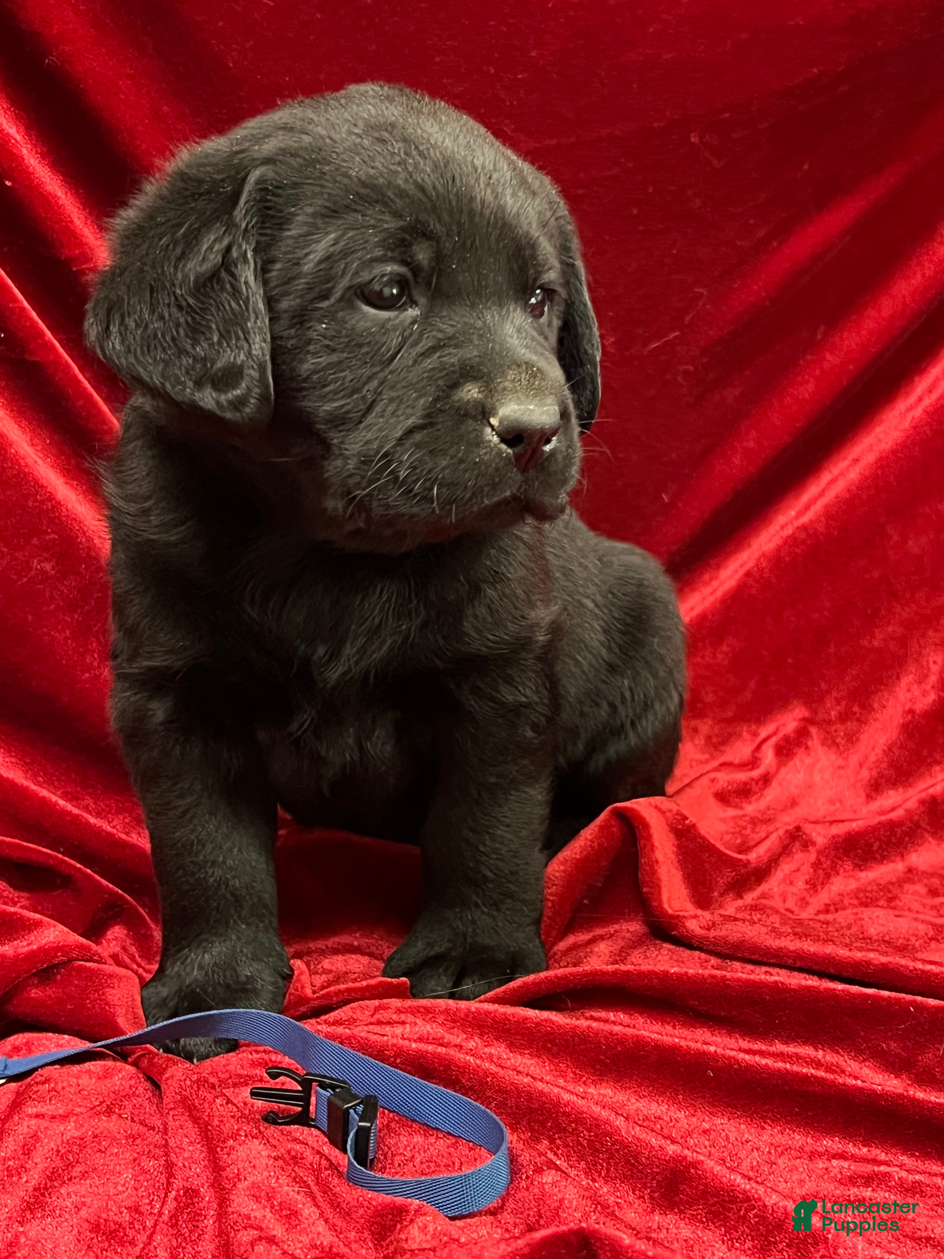 Labrador Retriever dogs Black Boy - Ad 2