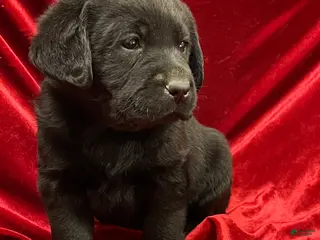 Labrador Retriever dogs Black Boy - Ad 2