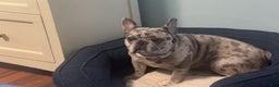 French Bulldog dogs for sale: Blanco - Ad 4
