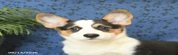 Welsh Corgi Pembroke dogs for sale: Gloria - Ad 3