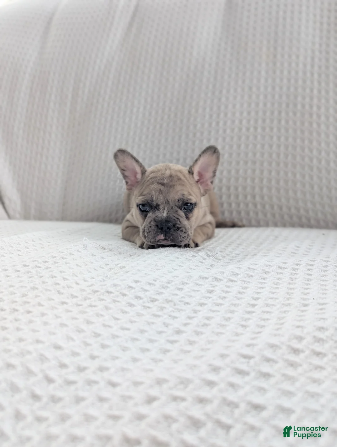 French Bulldog dogs for sale: Albie - Ad 2