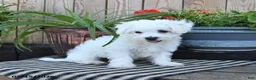 Mixed Breed dogs for sale: Edmund - Ad 5