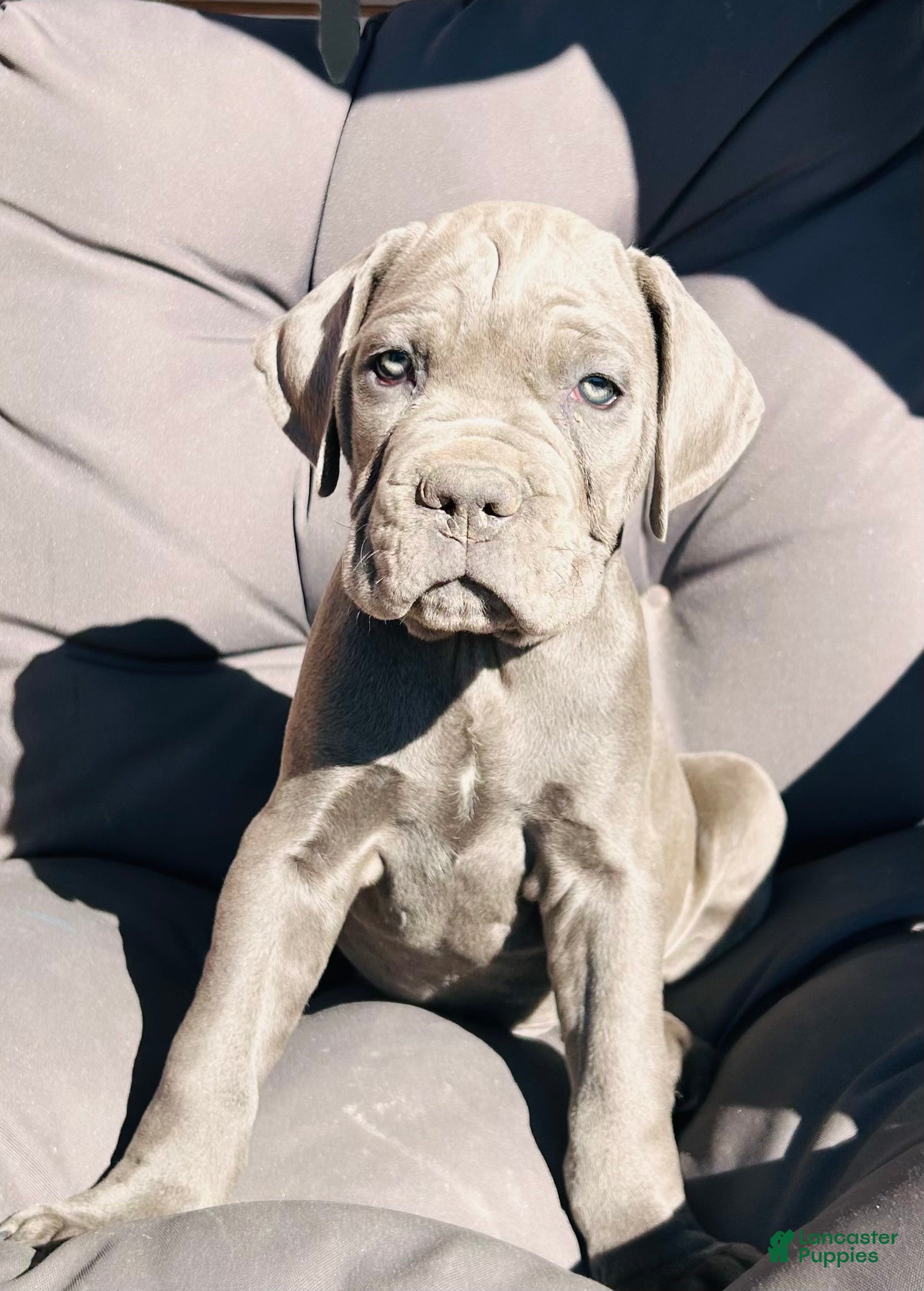 Cane Corso dogs for sale: Cane Corso 1 - Ad 2