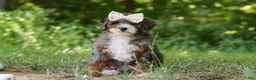 Mini Bernedoodle dogs for sale: Poppy - Ad 3