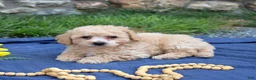 Bichpoo dogs for sale: Coach - Ad 1