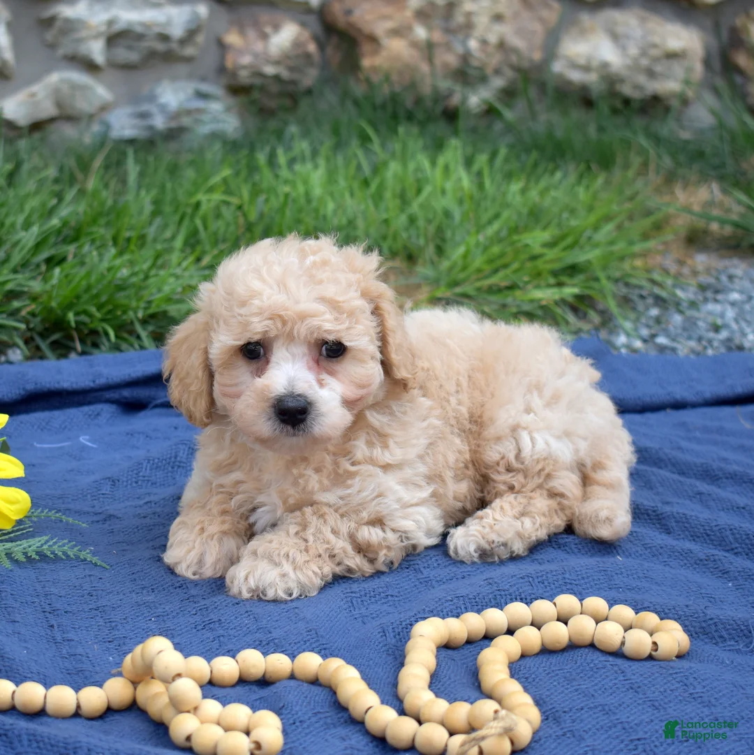 Bichpoo dogs for sale: Coach - Ad 1