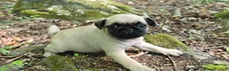 Pug dogs for sale: Chad - Ad 7