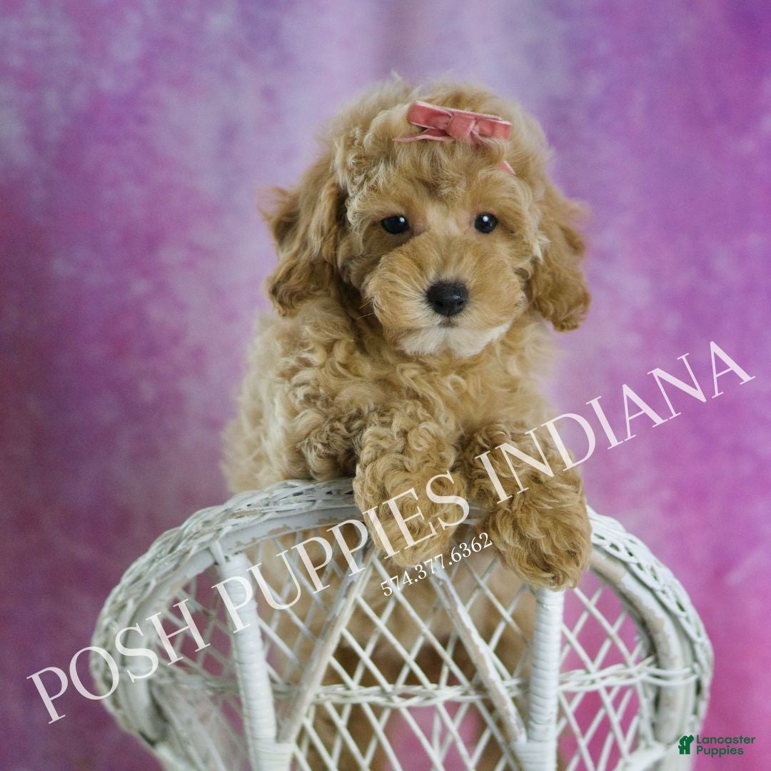 Miniature Poodle dogs for sale: Miniature Poodle Puppy 3 - Ad 7