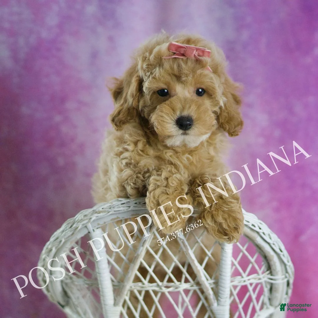 Miniature Poodle dogs for sale: Miniature Poodle Puppy 3 - Ad 7