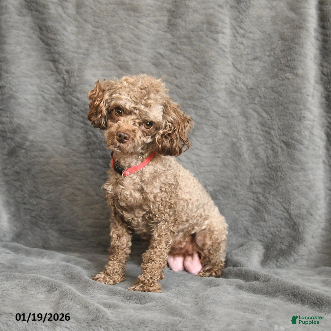 Toy Poodle dogs for sale: Hershey - Ad 6