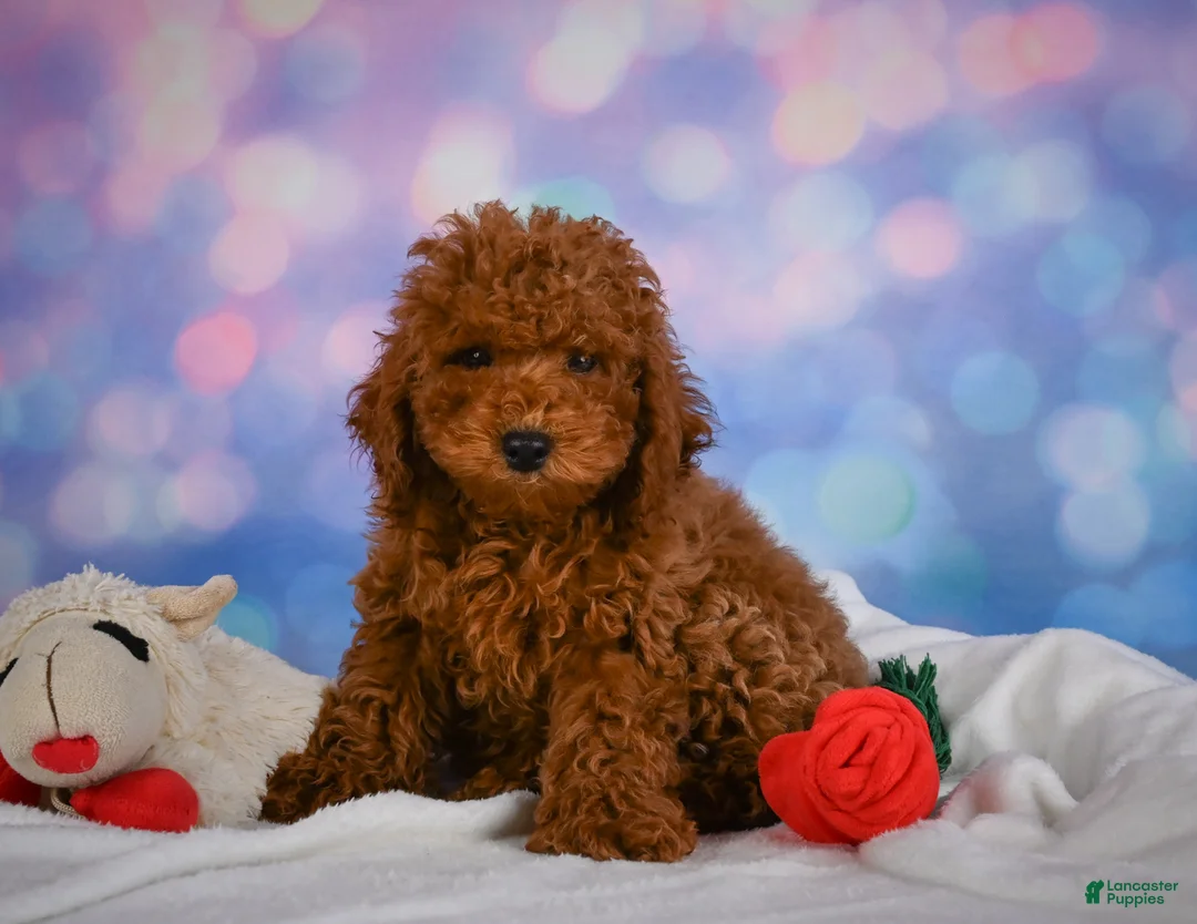 Miniature Poodle dogs for sale: Joey - Ad 1