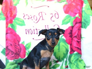 Miniature Pinscher dogs - Ad 35