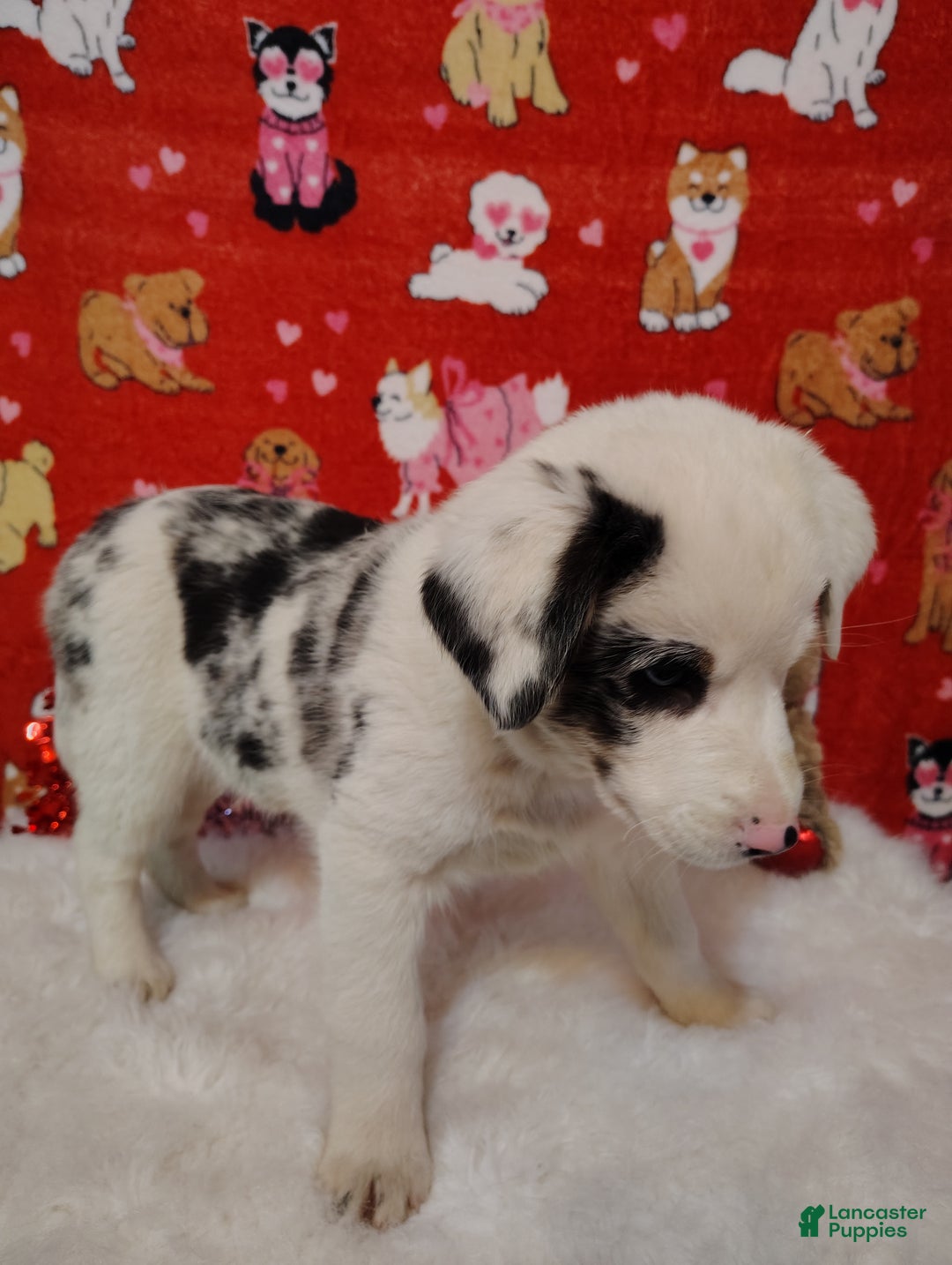 Mixed Breed dogs for sale: Wyatt - Ad 6