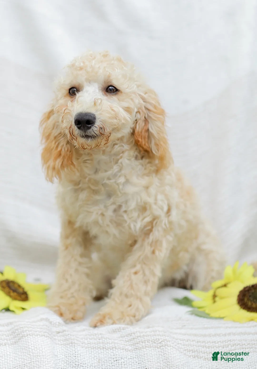 Goldendoodle dogs for sale: Mckenzie - Ad 1