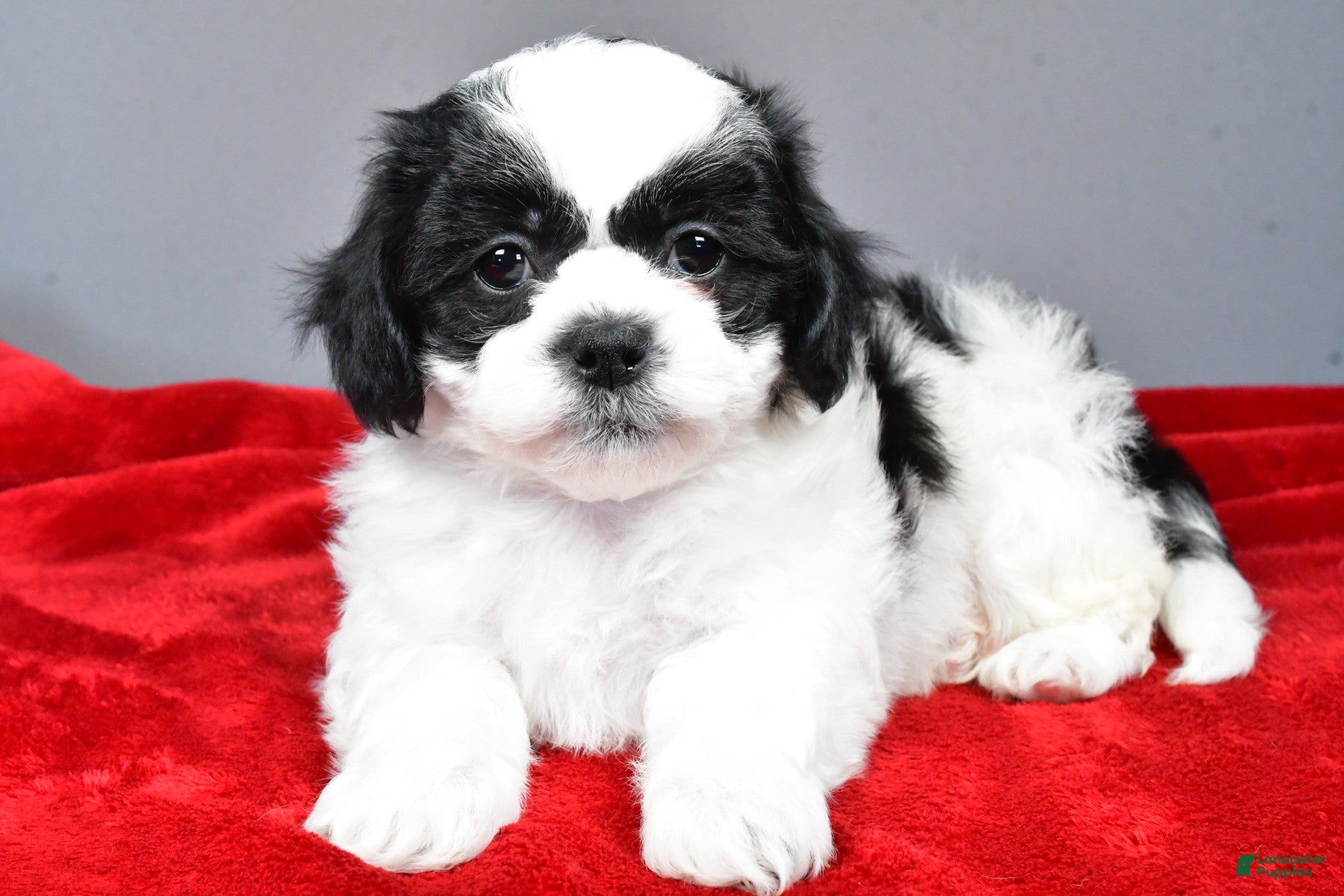 Teddy Bear dogs lincoln - Ad 1