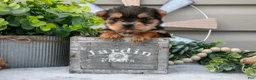 Yorkshire Terrier dogs for sale: Anna - Ad 1