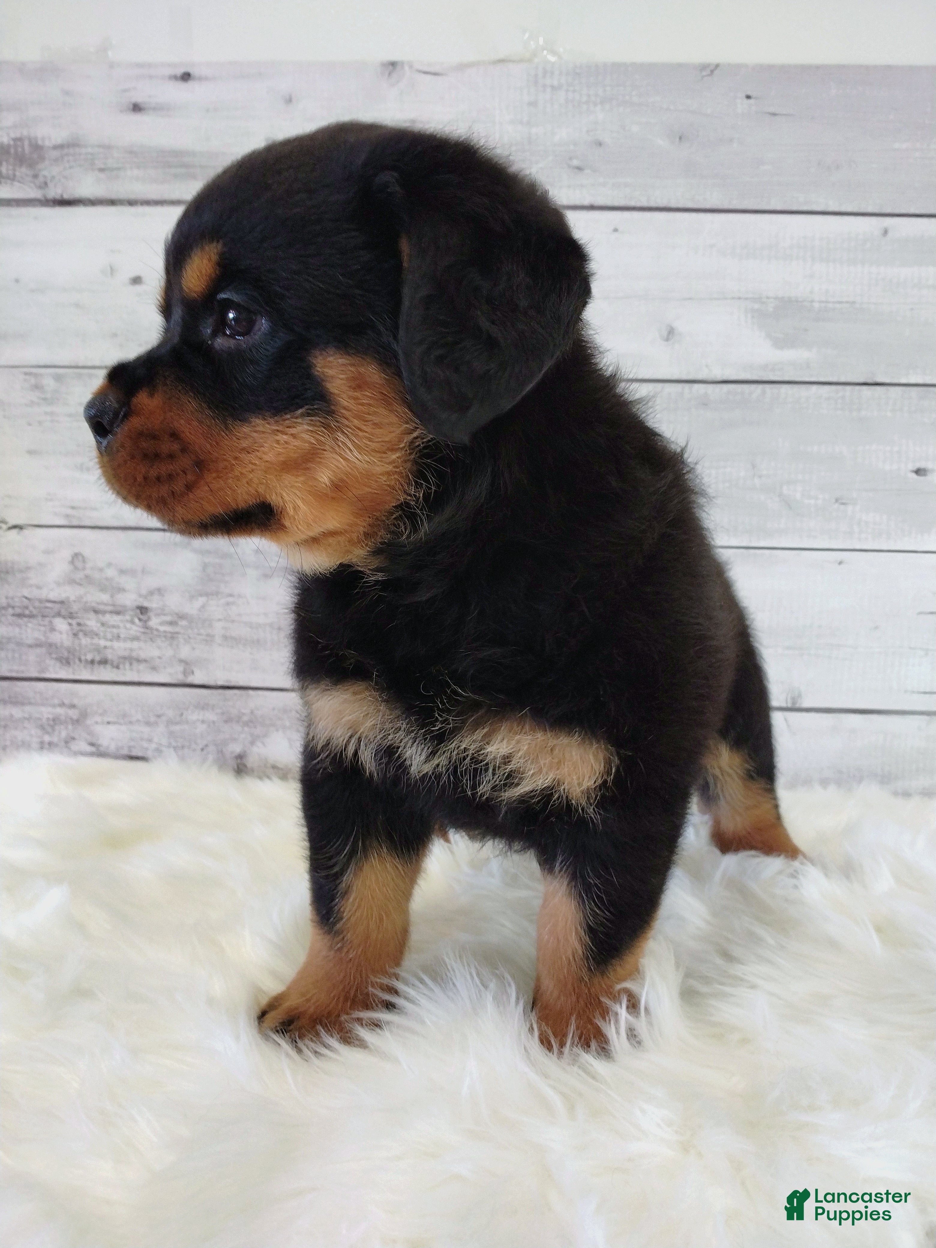 Rottweiler dogs Rambo  - Ad 2