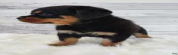 Rottweiler dogs for sale: Rambo  - Ad 2