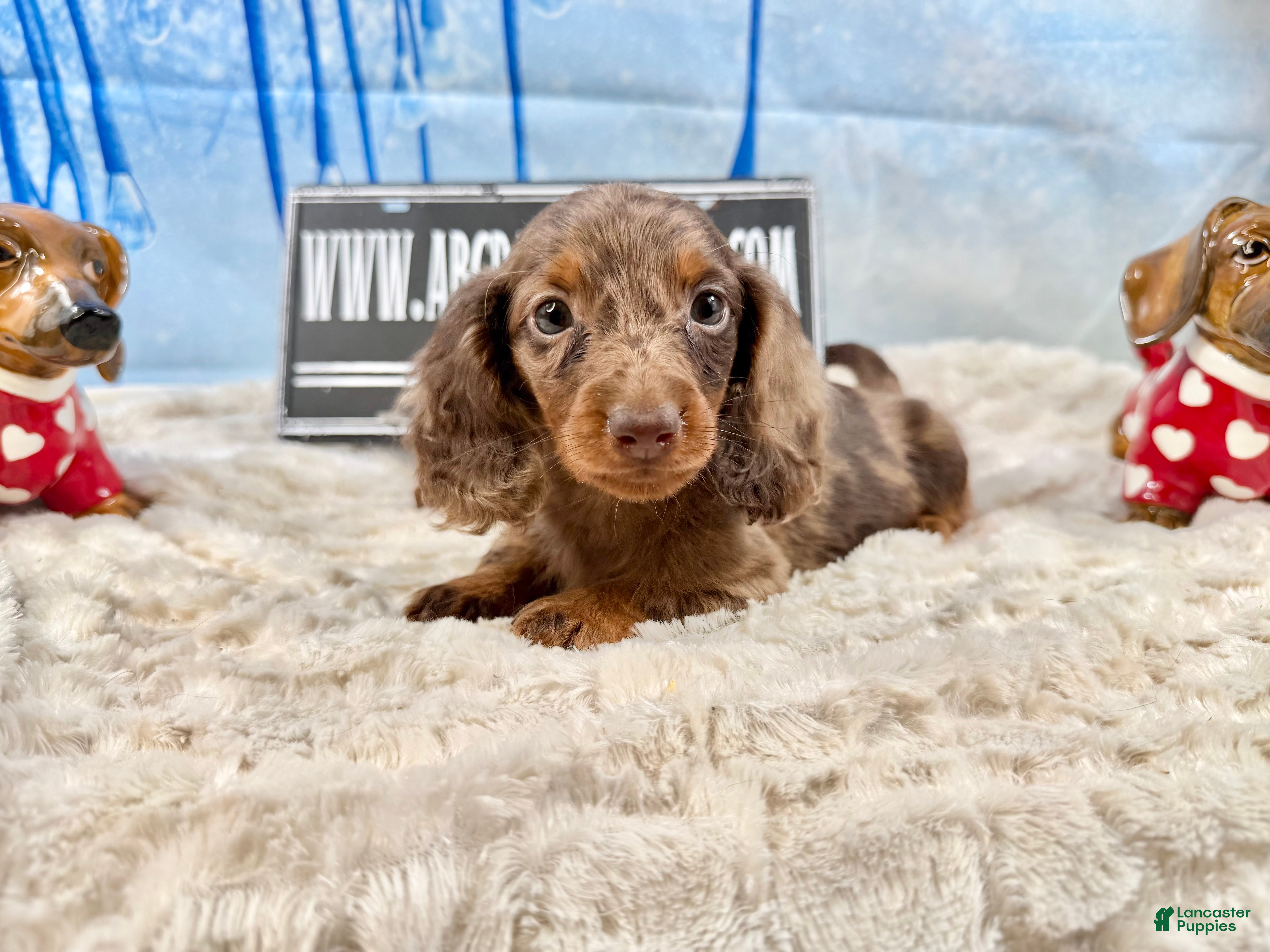 Miniature Dachshund dogs Chocolate dapple Russian Akc  - Ad 1