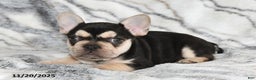 French Bulldog dogs for sale: Loni - Ad 5