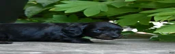 Miniature Dachshund dogs for sale: Harriet - Ad 5