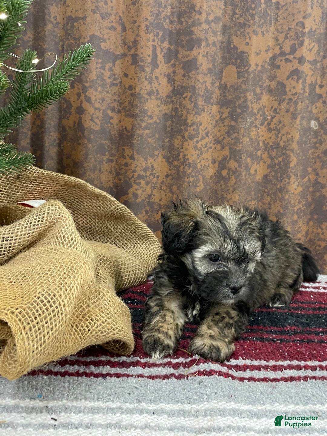 Shihpoo dogs for sale: Copper  - Ad 3