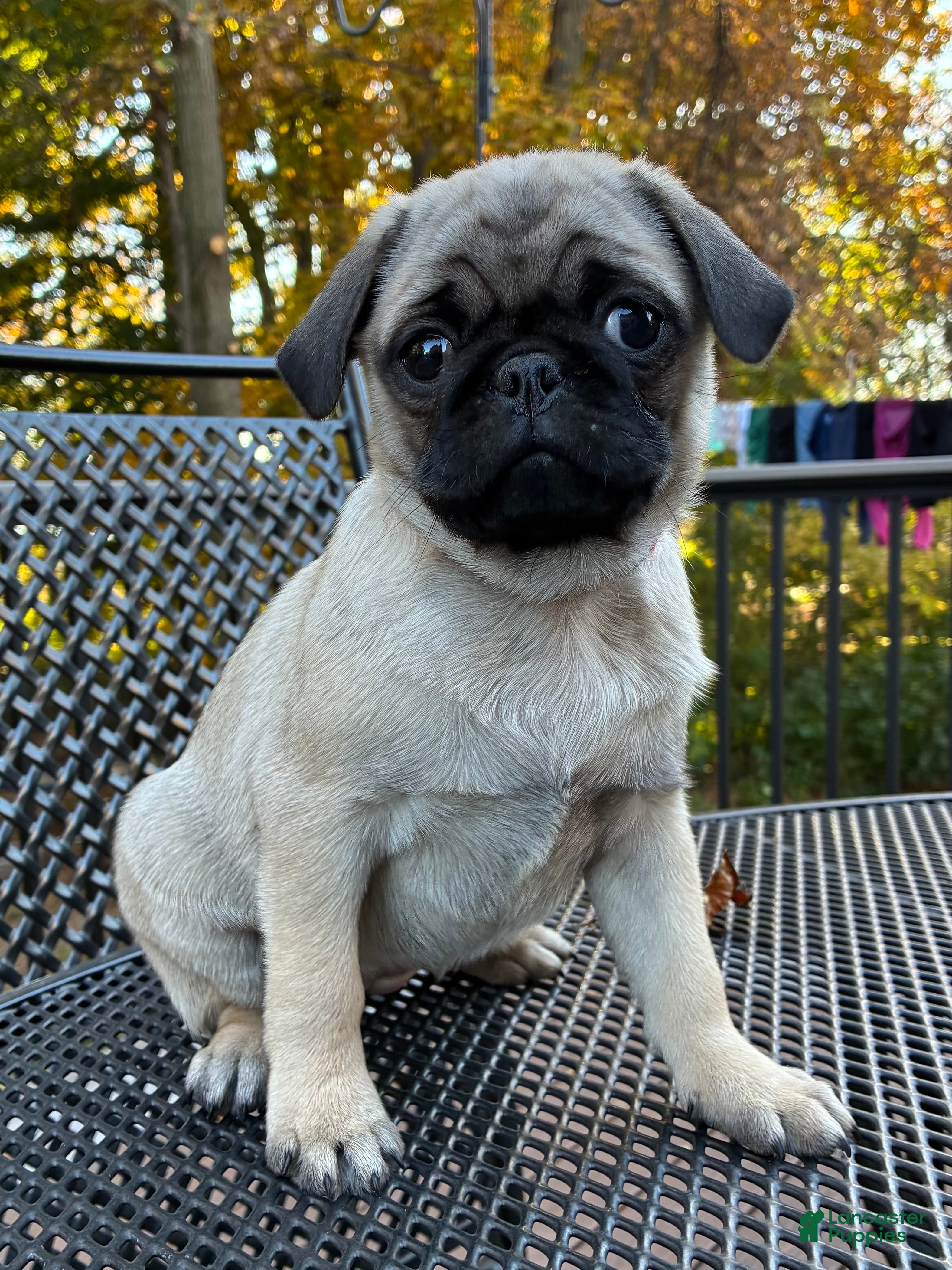 Pug dogs for sale: Bella - Ad 2