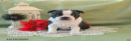 Boston Terrier dogs for sale: Prancer - Ad 15
