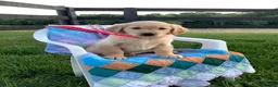 Golden Retriever dogs for sale: Golden Retriever Connie - Ad 2