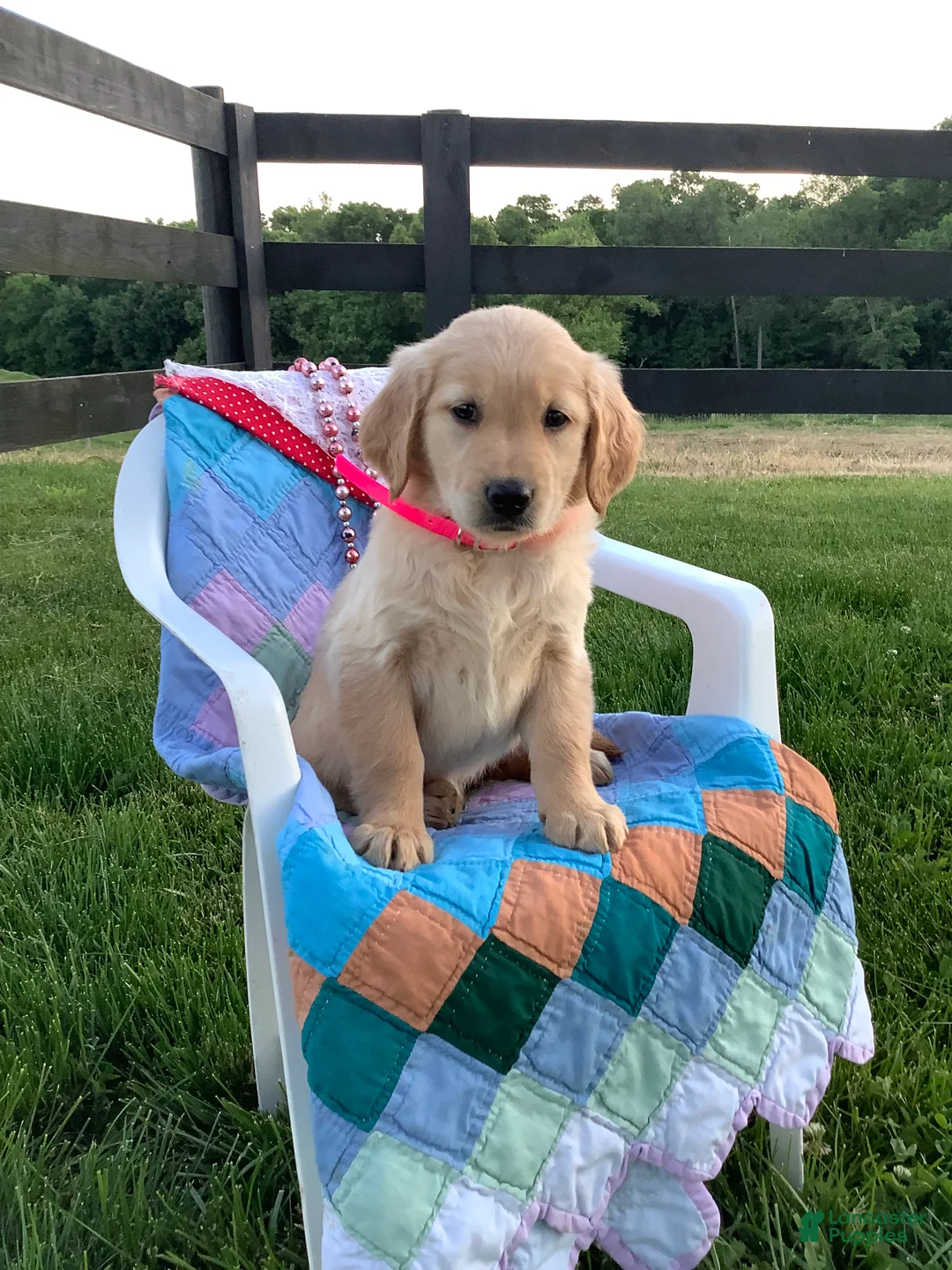 Golden Retriever dogs for sale: Golden Retriever Connie - Ad 2