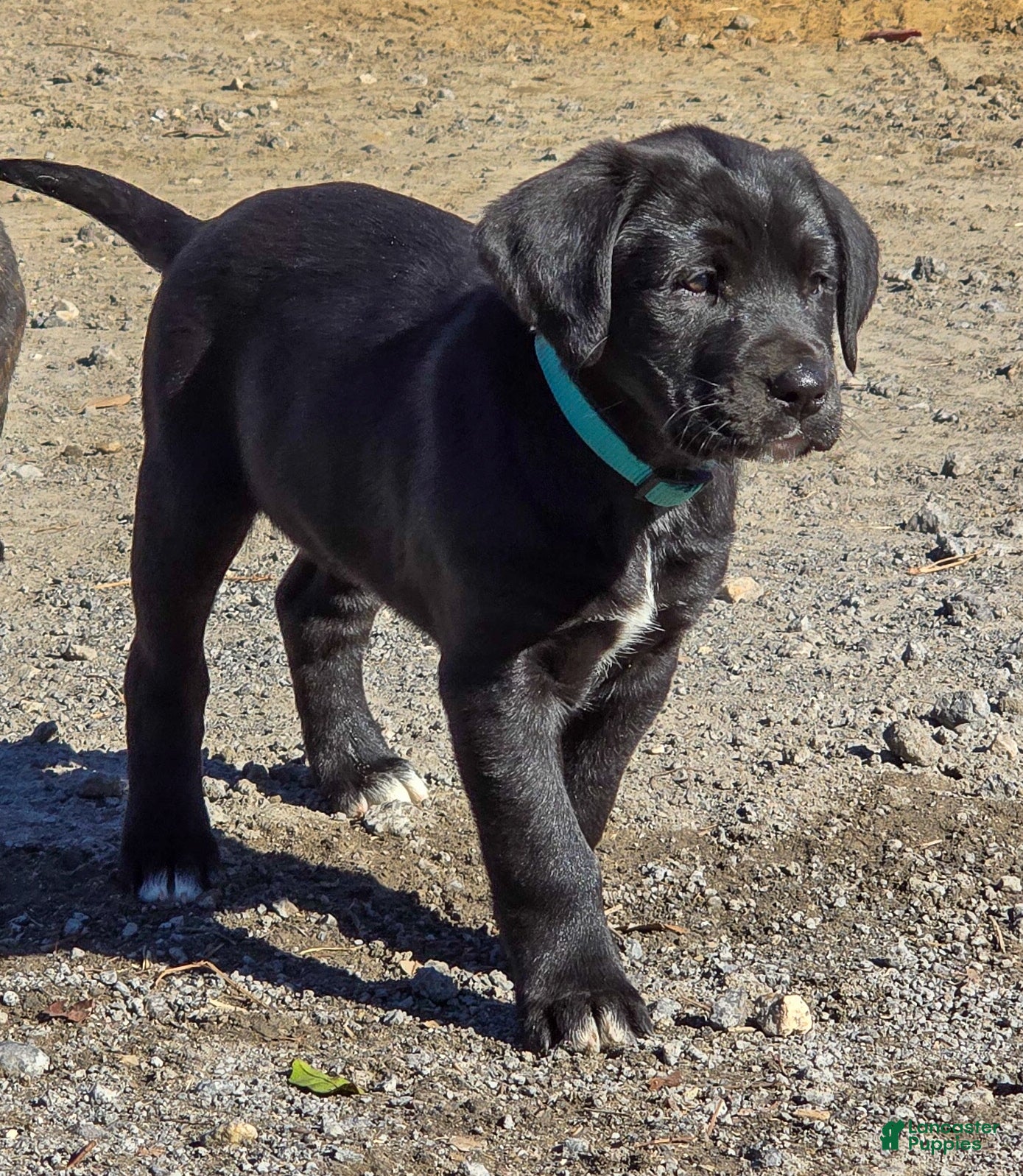 Mixed Breed dogs Sheila -  Puppy 4 - Ad 10