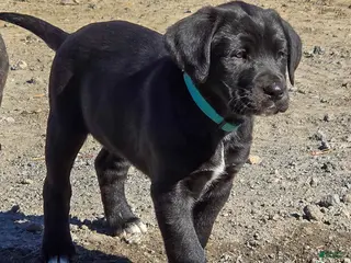 Mixed Breed dogs Sheila - Puppy 4 - Ad 10