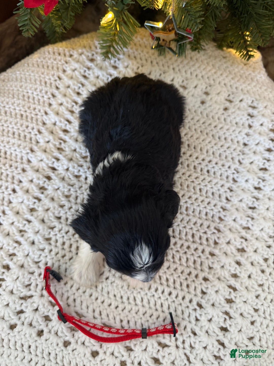 Mixed Breed dogs for sale: Felix - Ad 7