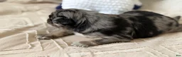 Pug dogs for sale: Pug Puppy 2 Roy - Ad 3
