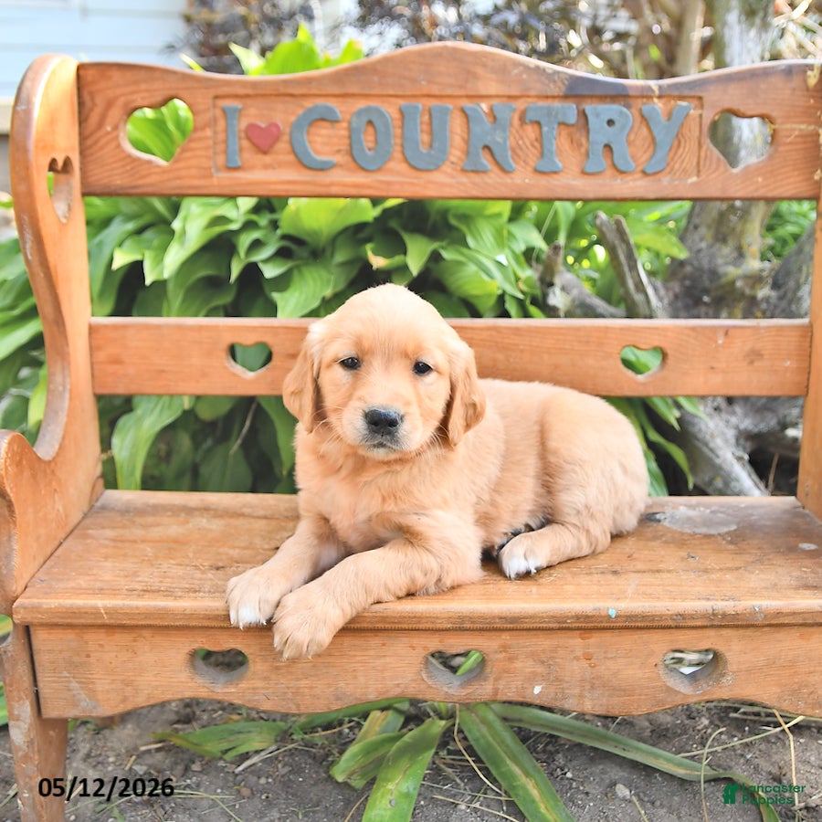 Golden Retriever dogs Brinlee - Ad 1