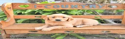 Golden Retriever dogs for sale: Brinlee - Ad 1