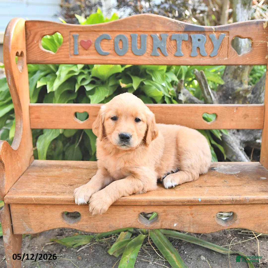 Golden Retriever dogs for sale: Brinlee - Ad 1