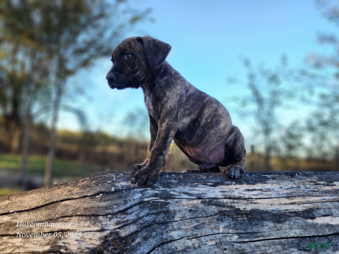 Catahoula Leopard Dog dogs for sale: Tracy II 2025 male 1 - Ad 7