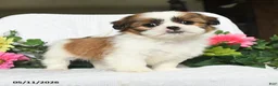 Shih Tzu dogs for sale: Jolly - Ad 2