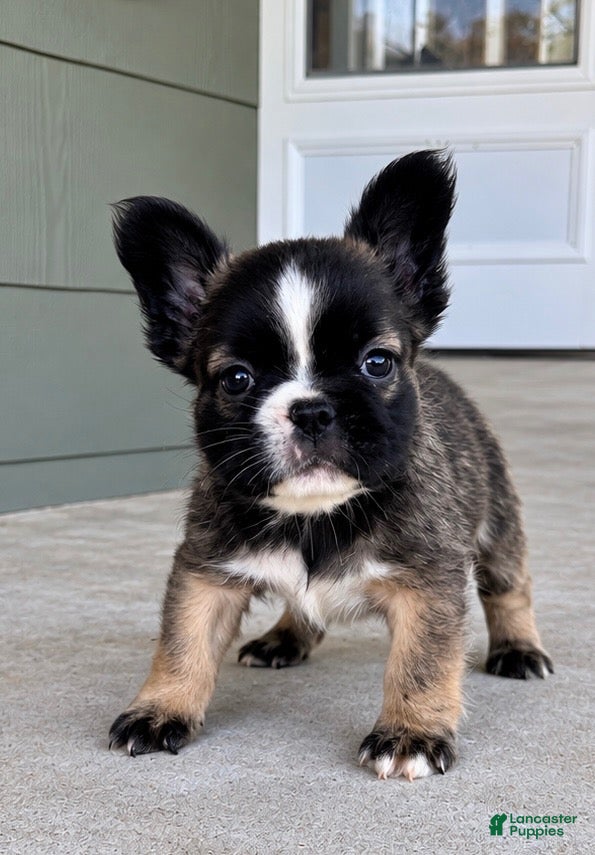 French Bulldog dogs for sale: Stan - Ad 1
