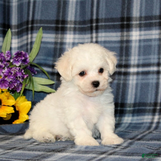 Bichon Frise dogs Falcon - Ad 2